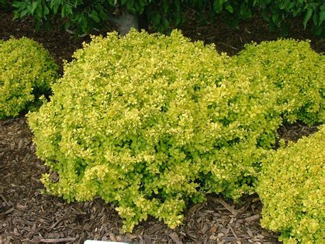 Japanese barberry [Bonanza Gold] (Berberis thunbergii Bonanza 